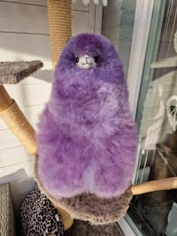 VIP Draw - Alpaca Toys