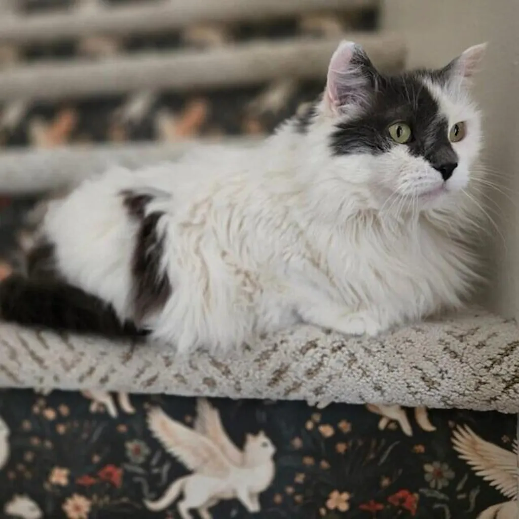 Mythical Cats Botanicals | Forest Green
