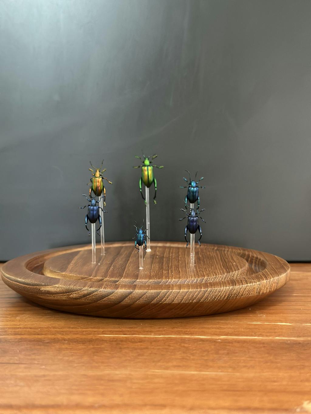 Sagra longicollis (Thailand) quality dried beetles for sale Insect