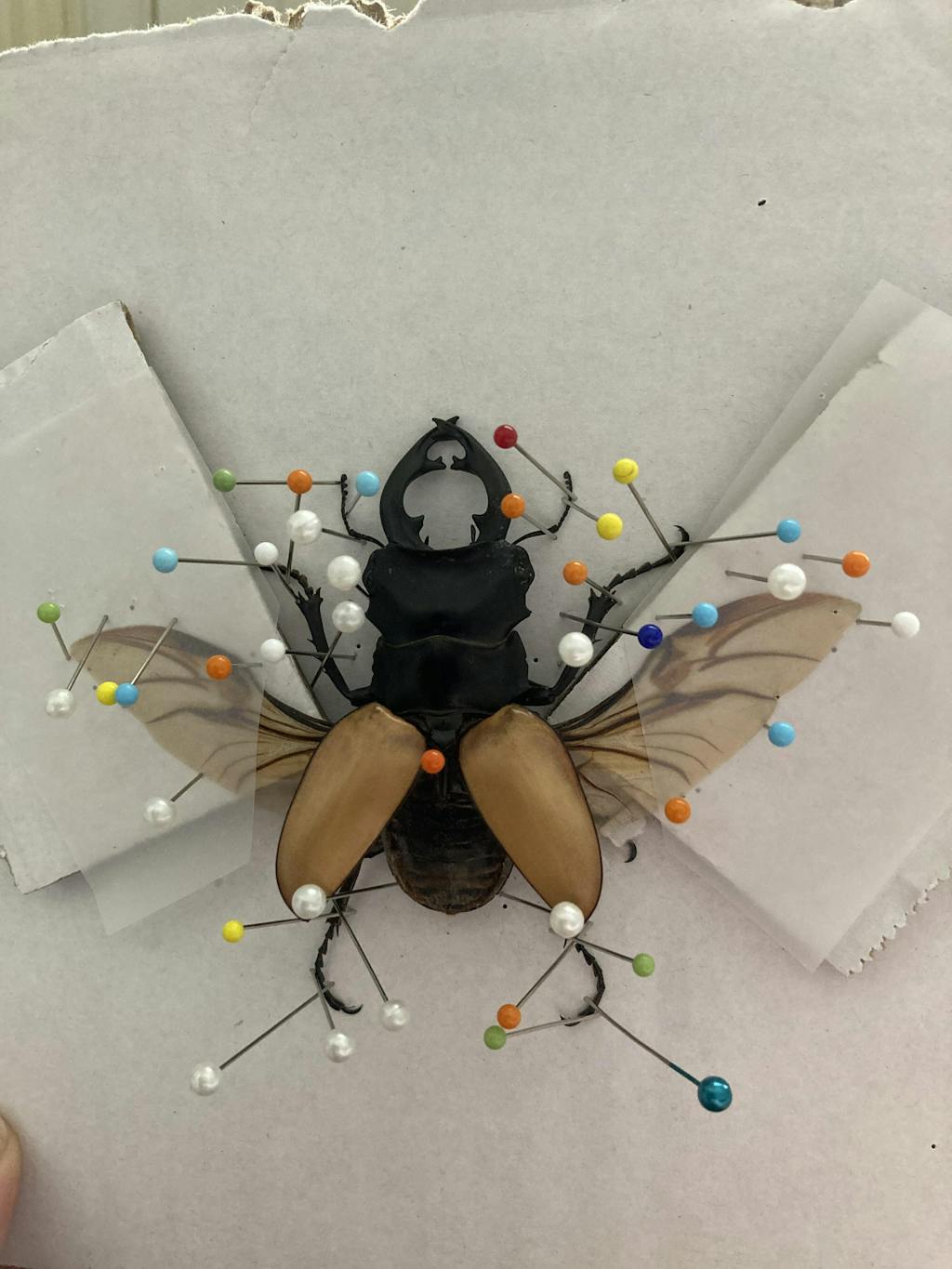 Odontolabis mouhoti elegans quality dried beetles for sale Insect