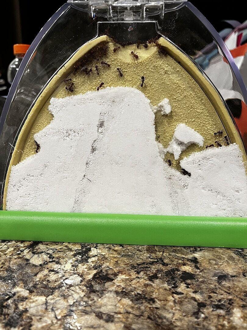 Ant Mountain™ with 2 Tubes of Live Ants | Immersive Ant Farm Kit