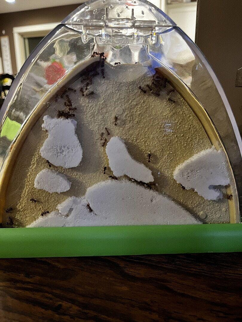 s*i様 正月セール！DeliciousTaylormade The ANTアン Colorado Queen Ants and Ant Colonies for Sale | Antlantis - Antlantis