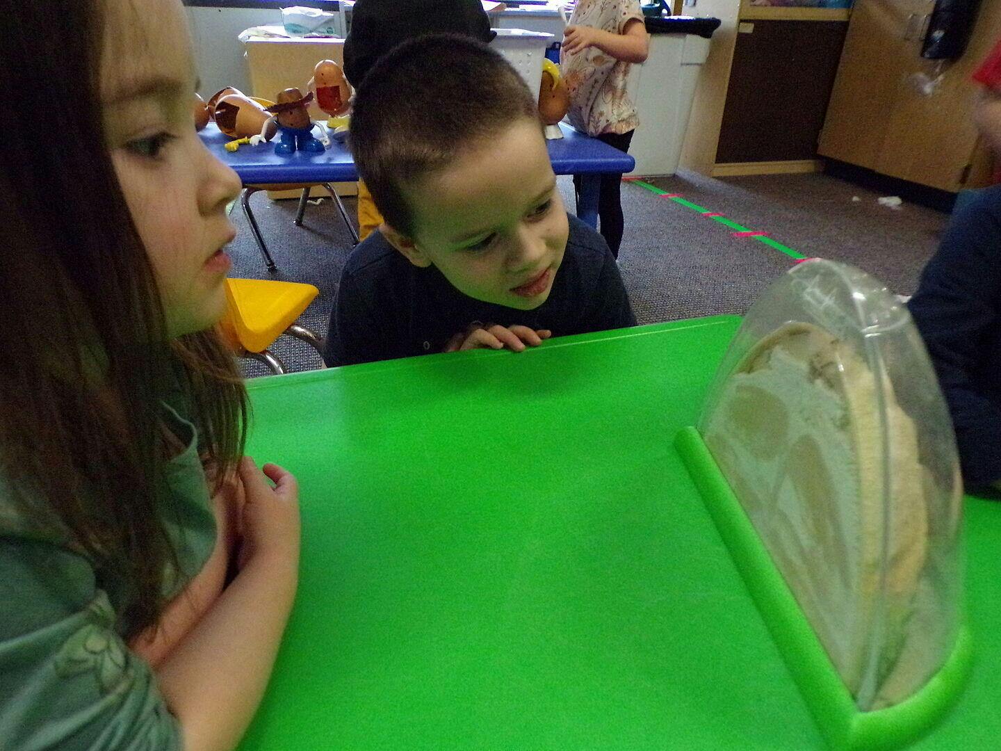 Ant Mountain™ Refill | 25 Harvester Ants, Sand, & Rod - Insect Lore