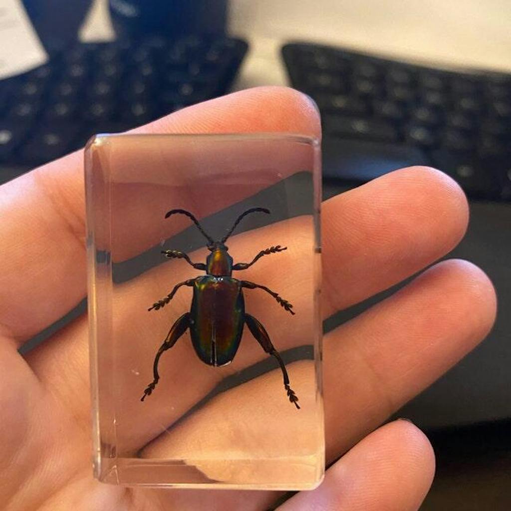 Jeweled Frog Beetle in Resin, Sagra buqueti Insects In Resin