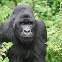 3 days Safari to Bwindi Gorilla Tracking