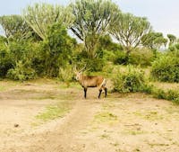 2 Days Safari to Murchison Falls National Game Park