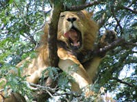 3 days Safari to Bwindi Gorilla Tracking