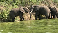 10 Days Uganda Gorillas and Chimps, Africa Primate safari