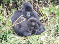 10 Days Uganda Gorillas and Chimps, Africa Primate safari