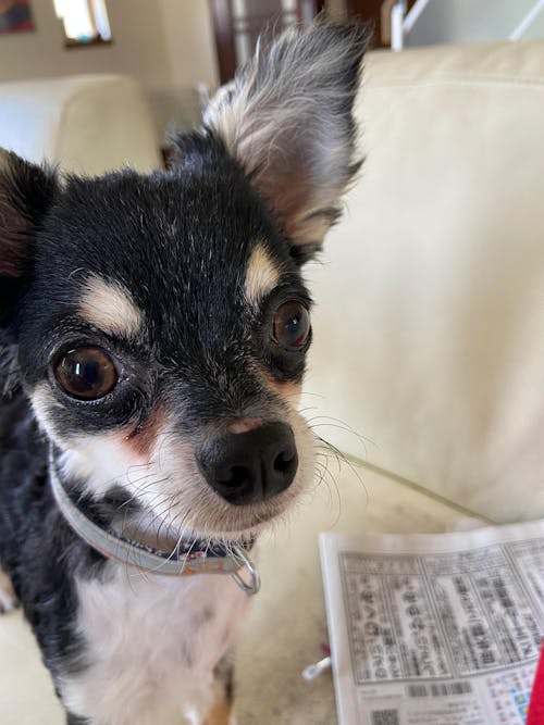 犬 tシャツ 犬イラスト チワワ THE DOG FACE｜アダルト&キッズサイズ