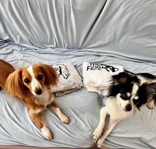 犬 tシャツ 犬イラスト 柴犬 THE DOG FACE|アダルト&キッズサイズ