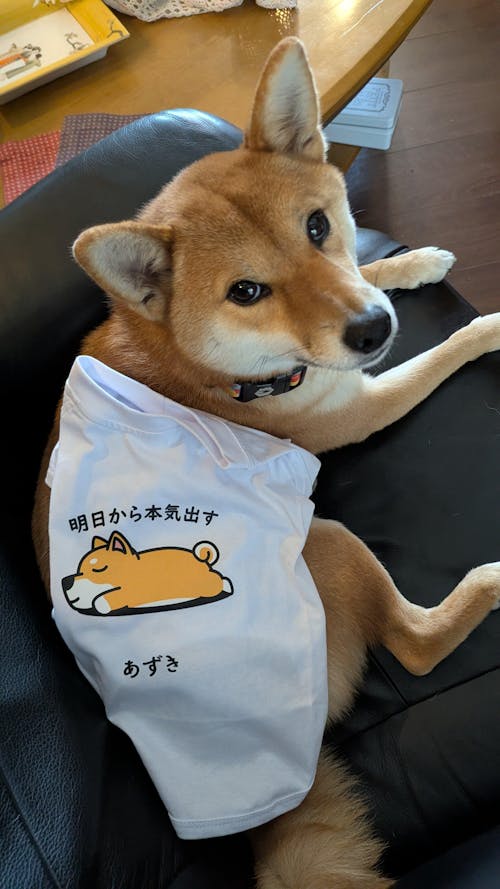 【犬種選べる・名前入れ可能】明日から本気だす 犬用Tシャツ 犬服｜綿100%・小型～中型犬