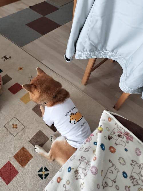 【犬種選べる・名前入れ可能】明日から本気だす 犬用Tシャツ 犬服｜綿100%・小型～中型犬