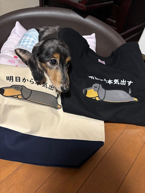 犬 tシャツ 犬イラスト ダックス フンド 明日から本気出す｜アダルト&キッズサイズ