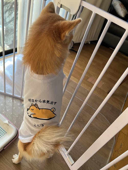 【犬種選べる・名前入れ可能】明日から本気だす 犬用Tシャツ 犬服｜綿100%・小型～中型犬