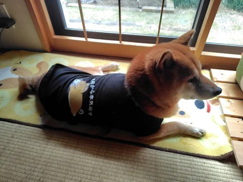 【犬種選べる・名前入れ可能】明日から本気だす 犬用Tシャツ 犬服｜綿100%・小型～中型犬