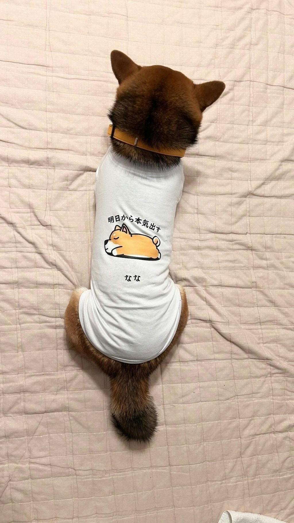 【犬種選べる・名前入れ可能】明日から本気だす 犬用Tシャツ 犬服｜綿100%・小型～中型犬