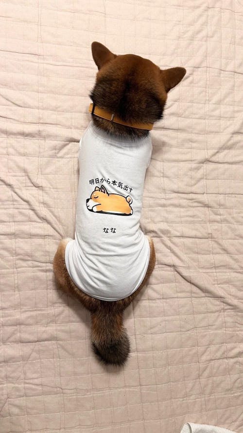 【犬種選べる・名前入れ可能】明日から本気だす 犬用Tシャツ 犬服｜綿100%・小型～中型犬