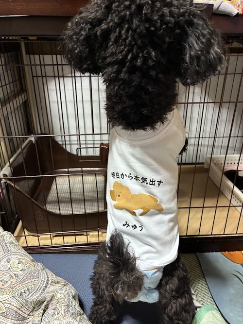 【犬種選べる・名前入れ可能】明日から本気だす 犬用Tシャツ 犬服｜綿100%・小型～中型犬