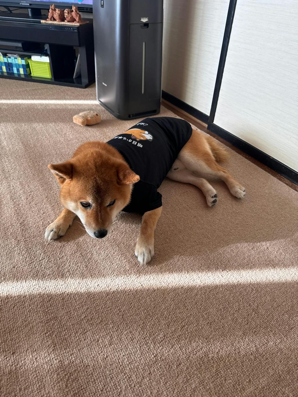 【犬種選べる・名前入れ可能】明日から本気だす 犬用Tシャツ 犬服｜綿100%・小型～中型犬