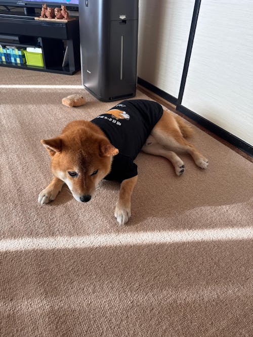 【犬種選べる・名前入れ可能】明日から本気だす 犬用Tシャツ 犬服｜綿100%・小型～中型犬