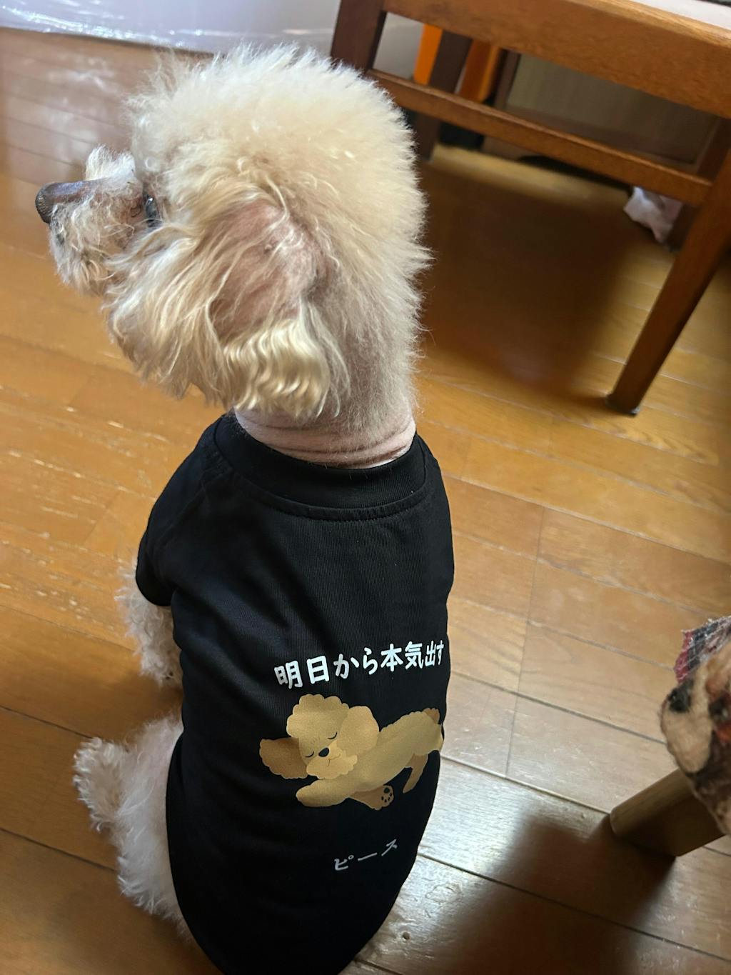 【犬種選べる・名前入れ可能】明日から本気だす 犬用Tシャツ 犬服｜綿100%・小型～中型犬