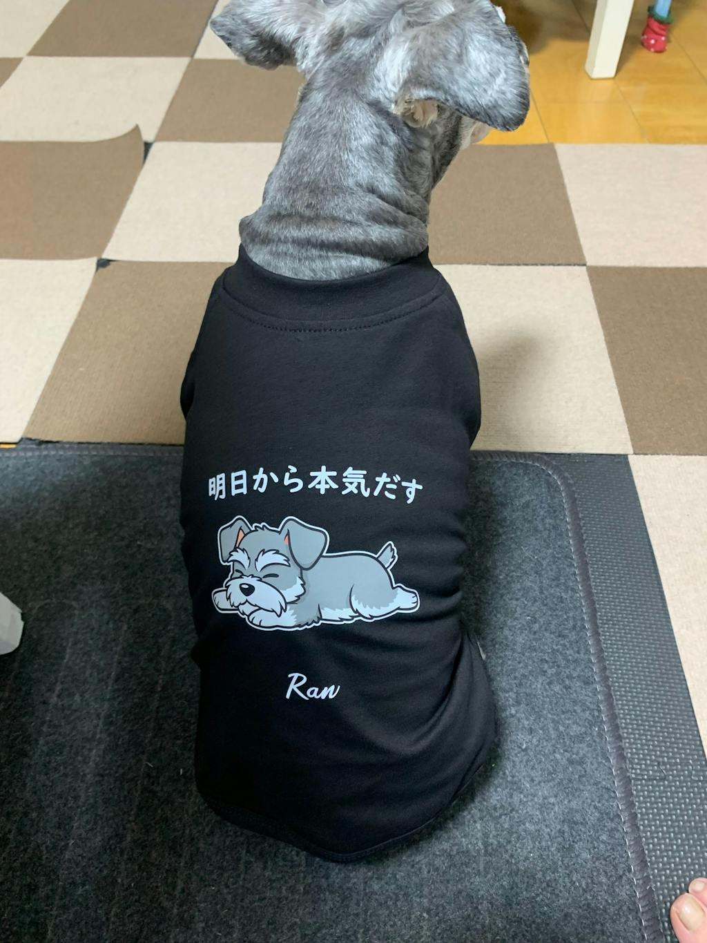 【犬種選べる・名前入れ可能】明日から本気だす 犬用Tシャツ 犬服｜綿100%・小型～中型犬
