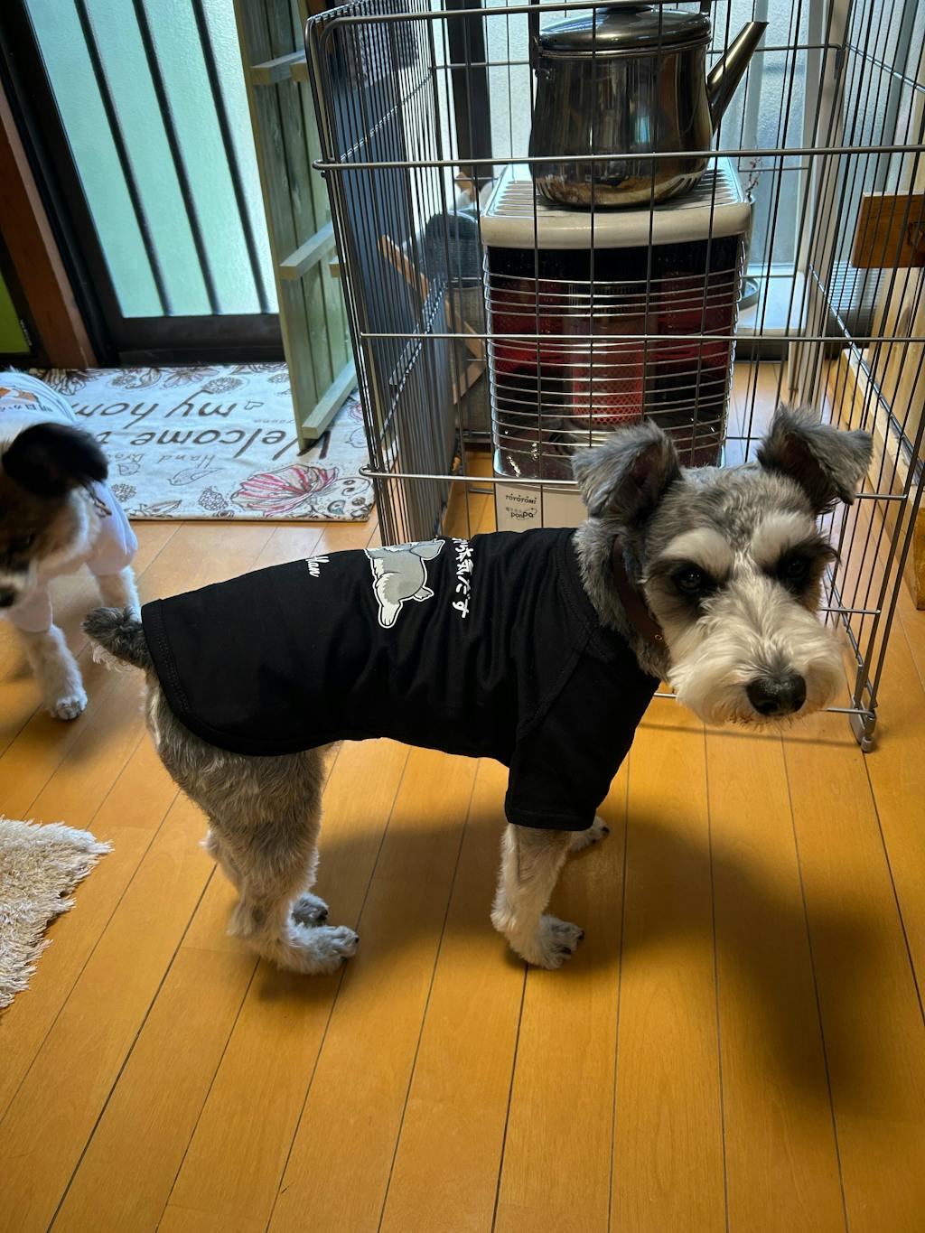 【犬種選べる・名前入れ可能】明日から本気だす 犬用Tシャツ 犬服｜綿100%・小型～中型犬