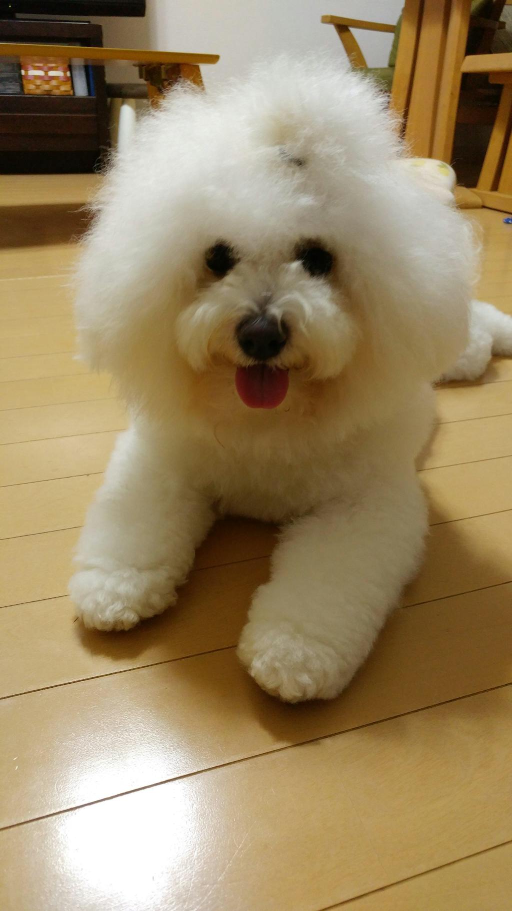 【名入れ対応】ペット写真キーホルダー｜犬・猫オリジナル写真入り｜うちの子グッズ・誕生日ギフトに人気 | Inujoy