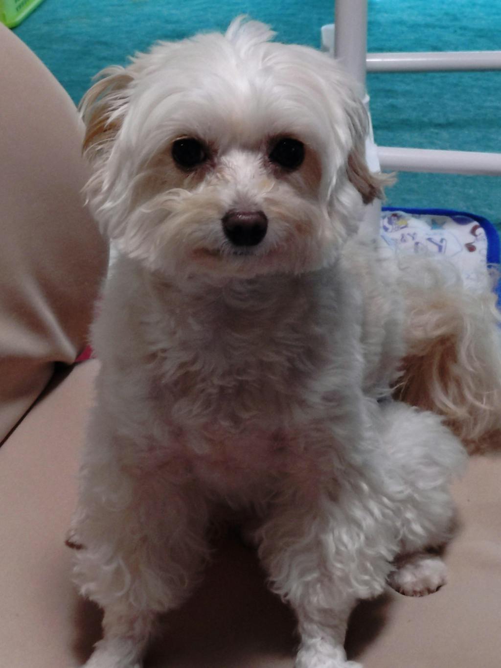 【名入れ対応】ペット写真キーホルダー｜犬・猫オリジナル写真入り｜うちの子グッズ・誕生日ギフトに人気 | Inujoy