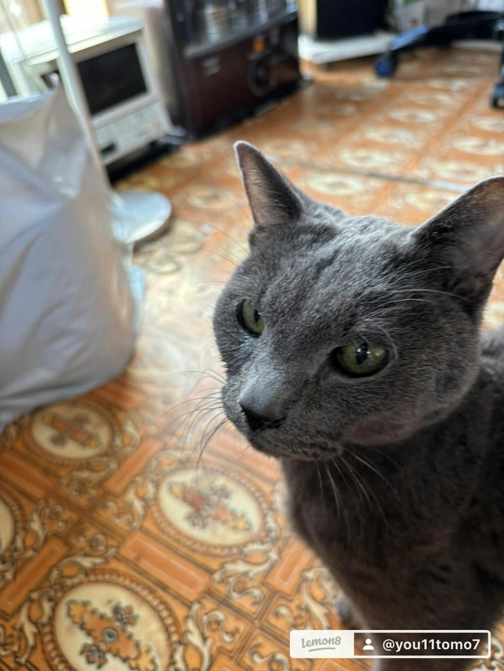 【名入れ対応】ペット写真キーホルダー｜犬・猫オリジナル写真入り｜うちの子グッズ・誕生日ギフトに人気 | Inujoy