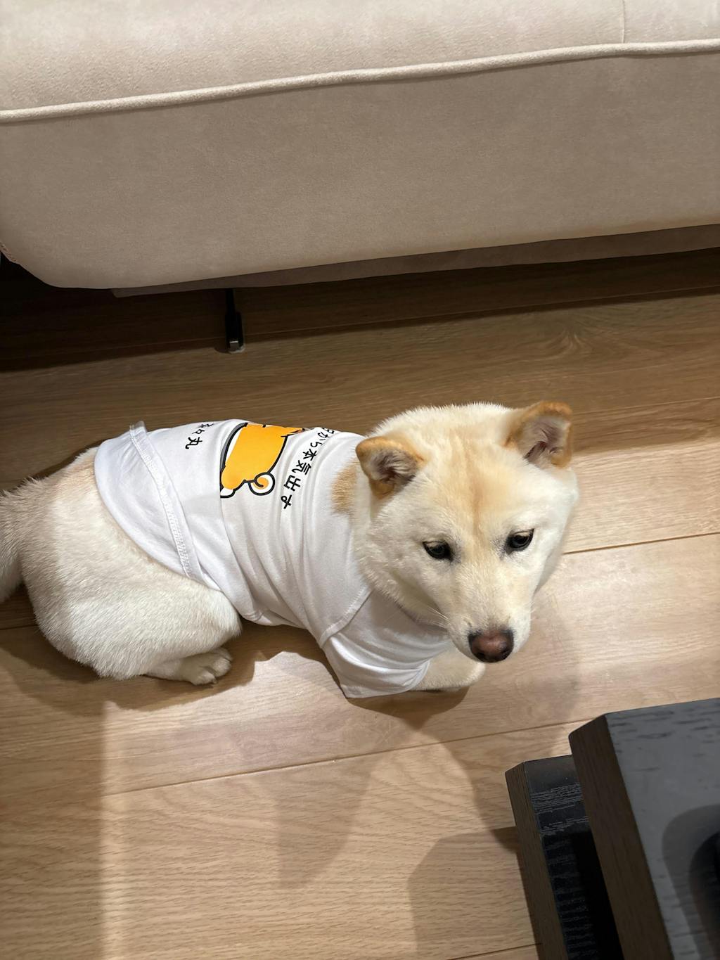 犬 tシャツ 犬イラスト 柴犬 明日から本気出す｜アダルト&キッズサイズ