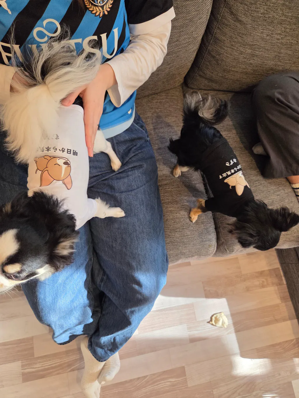 【犬種選べる・名前入れ可能】明日から本気だす 犬用Tシャツ 犬服｜綿100%・小型～中型犬