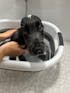 犬の温泉