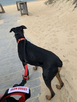 Runner's Choice Hands-Free Dog Leash (with Belt)