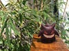 Wooden Gengar Figurine