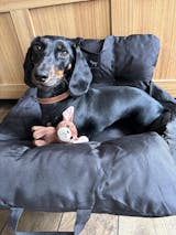 V1 Premium Dog Car Seat (Original Version)