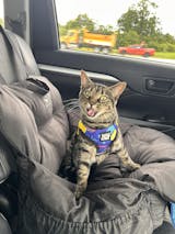 V1 Premium Dog Car Seat (Original Version)