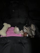 V1 Premium Dog Car Seat (Original Version)