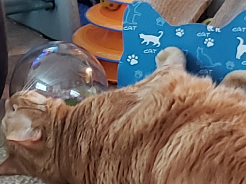 Butterfly Ball