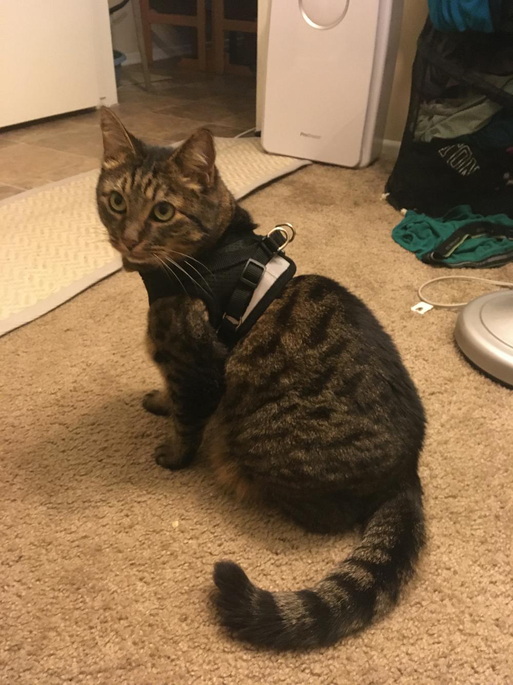 "The True Adventurer" Reflective Cat & Kitten Harness and Leash Set