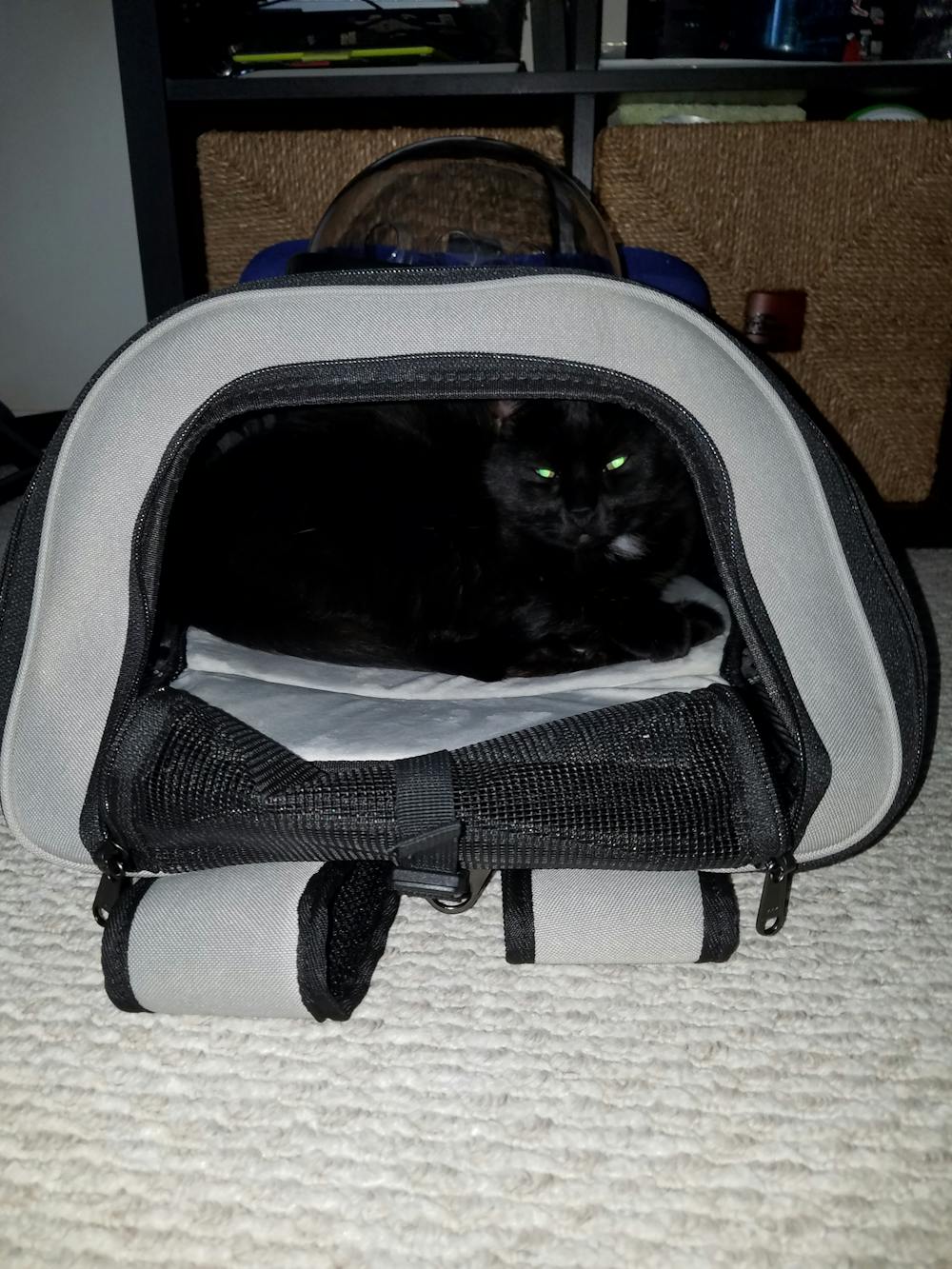 The Jackson Galaxy Convertible Cat Backpack Carrier