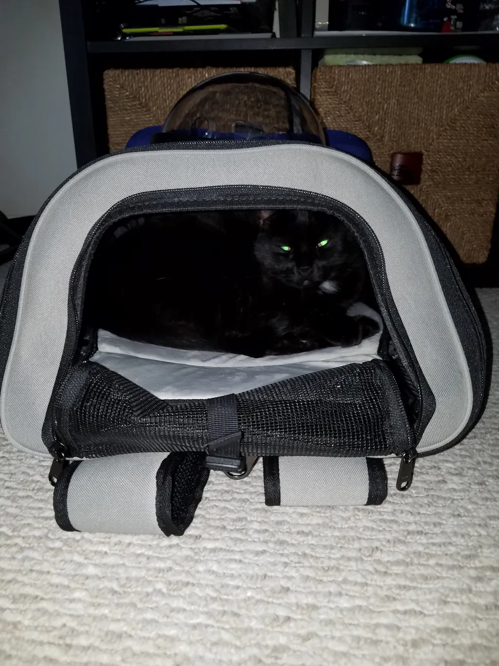 best cat harness jackson galaxy