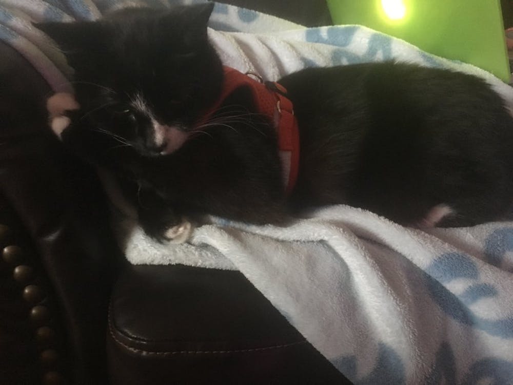 "The True Adventurer" Reflective Cat & Kitten Harness and Leash Set