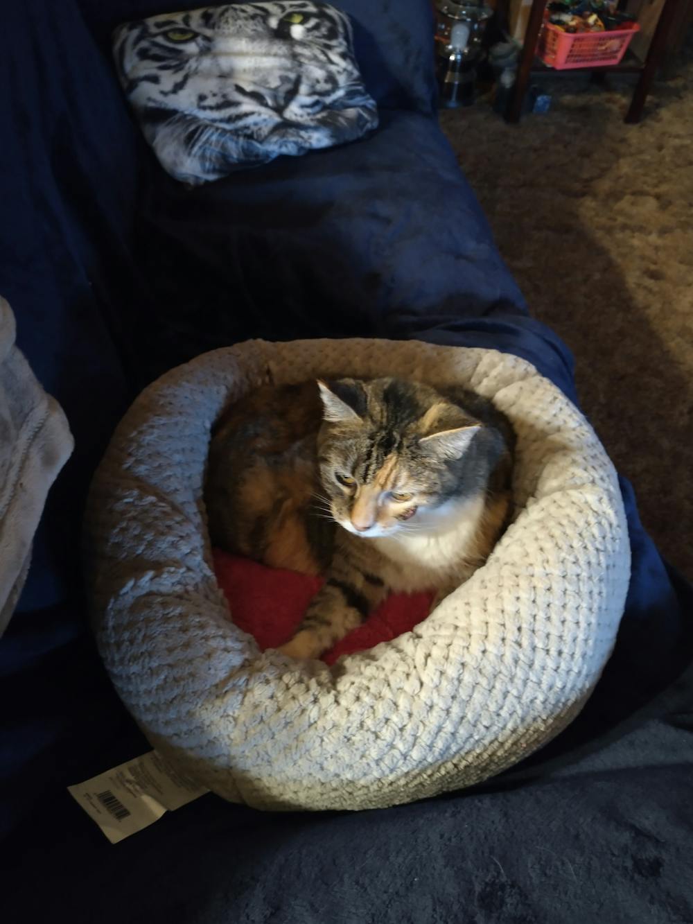 Comfy Cuddle Up - Donut Cat Bed