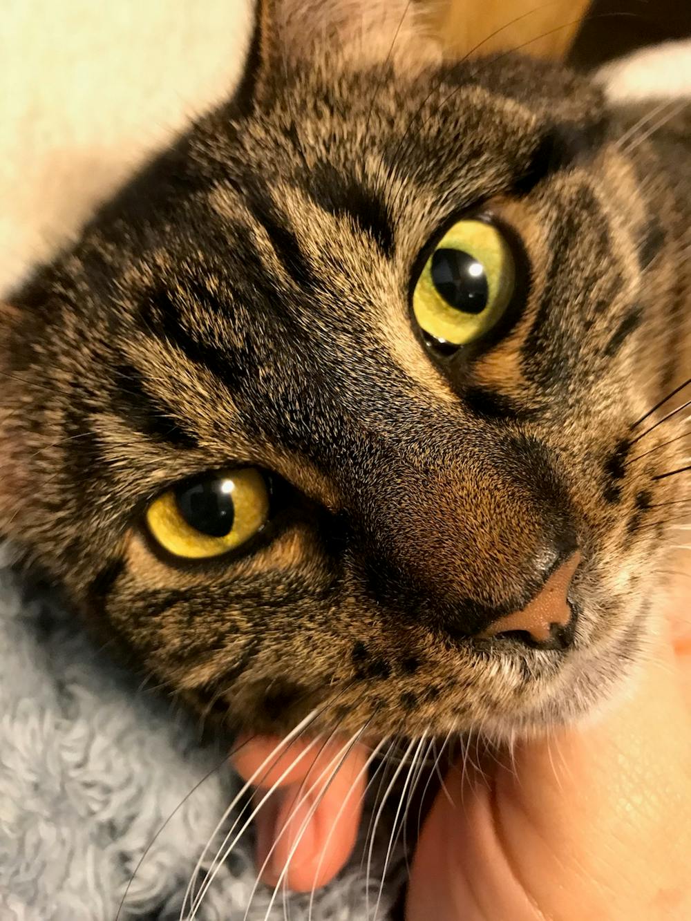 Urine Luck Bundle: EX Stain & Odor, Safe Space for Cats, & Mini Blacklight