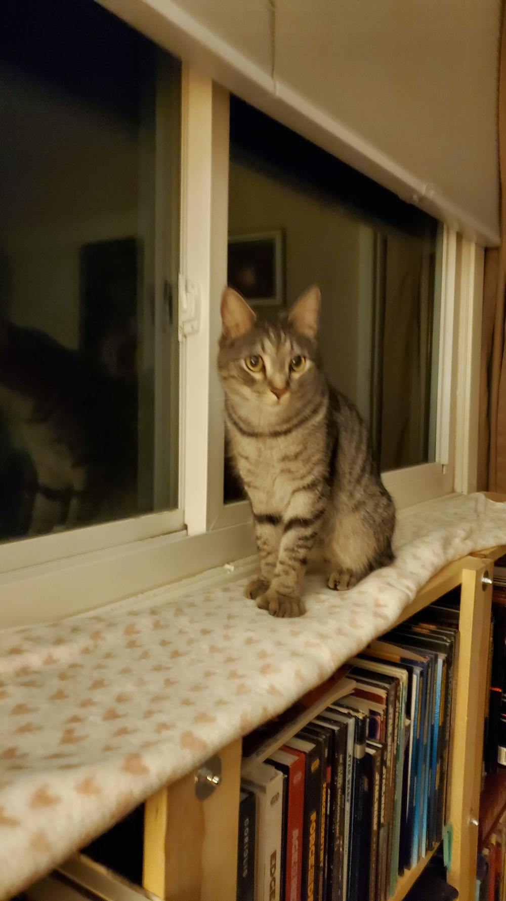 Stress Stopper - Cat Stress Relief Solution