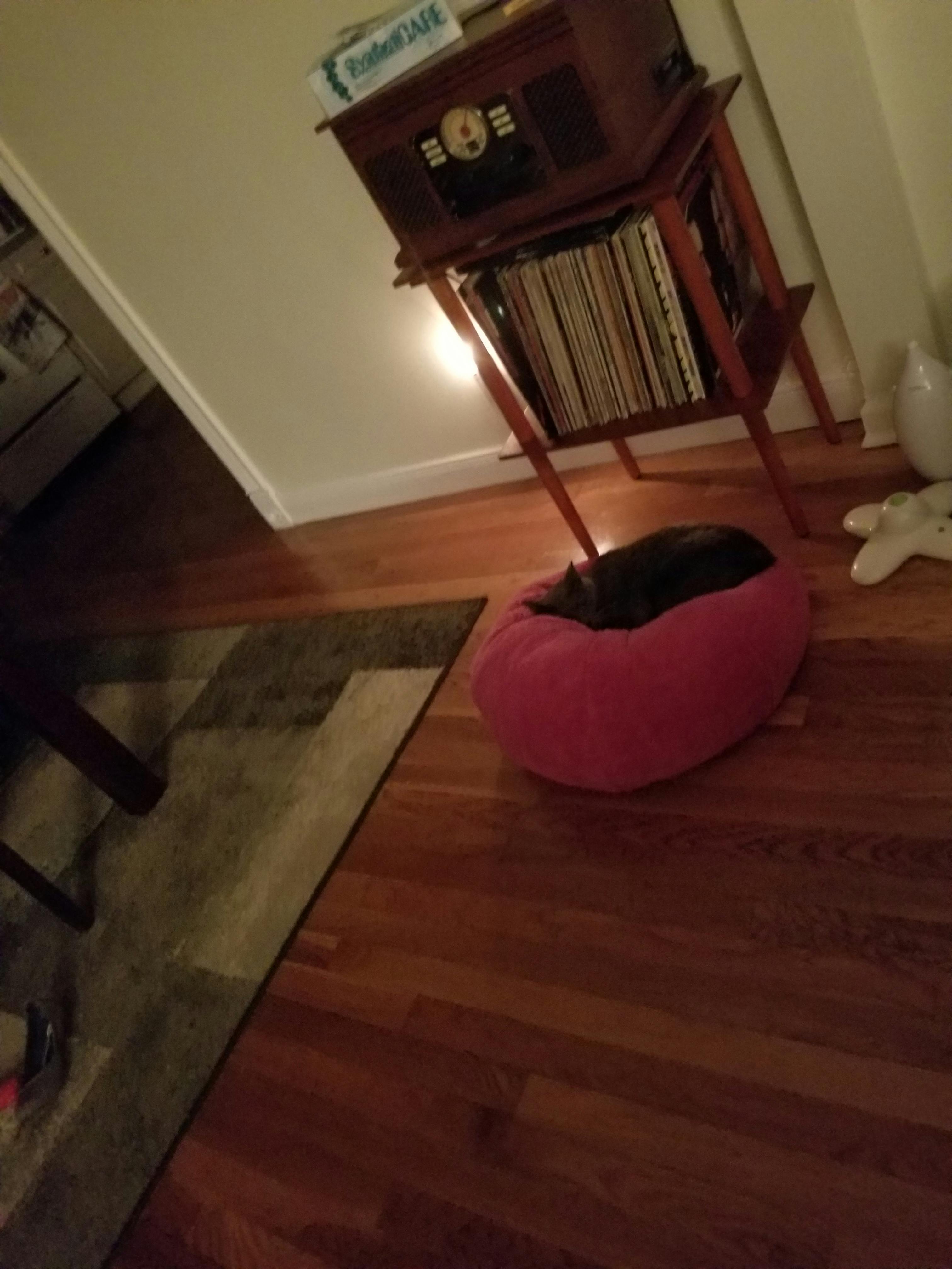 Comfy Dumpling Cat Bed by Jackson Galaxy
