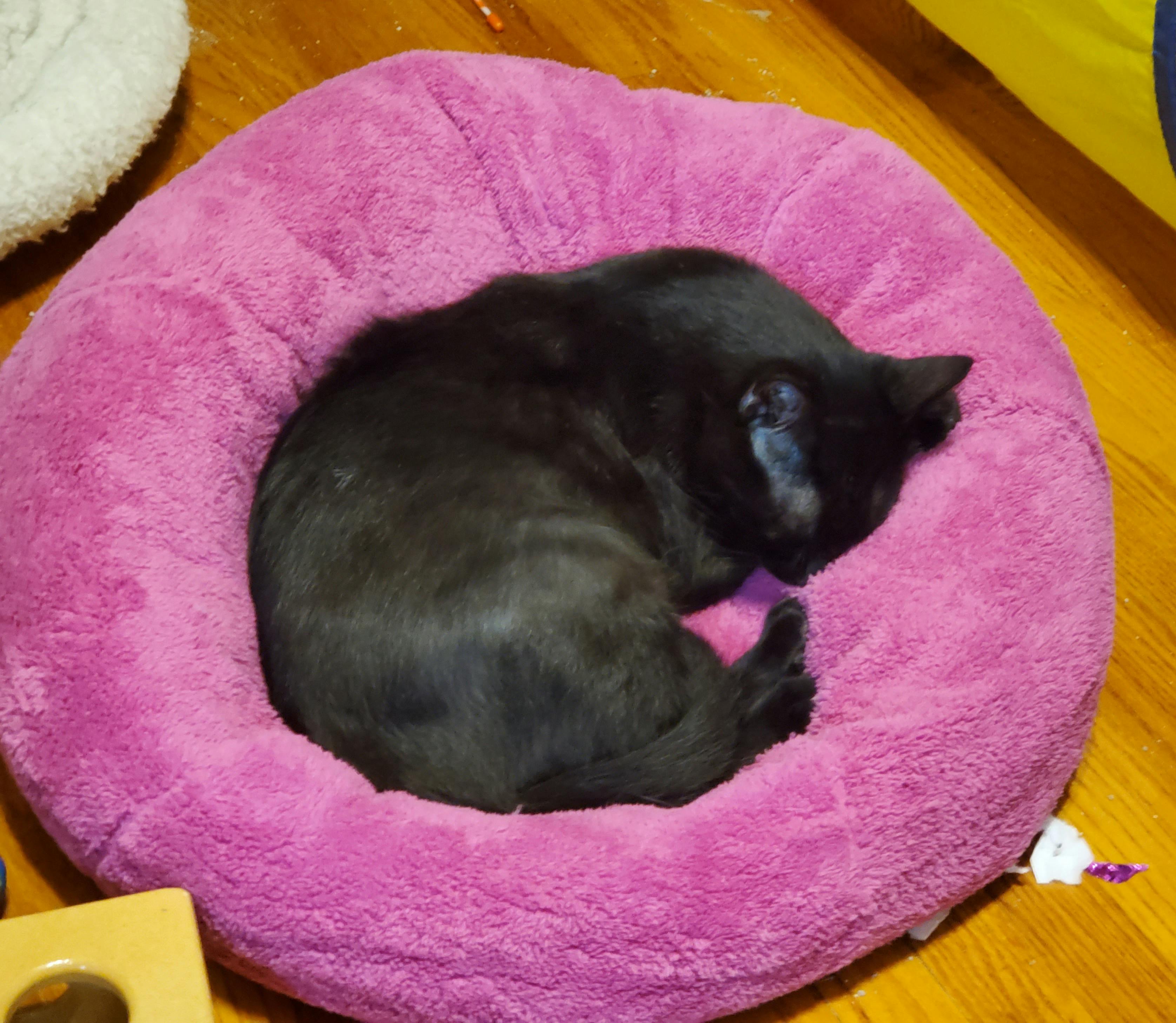 Comfy Dumpling Cat Bed by Jackson Galaxy