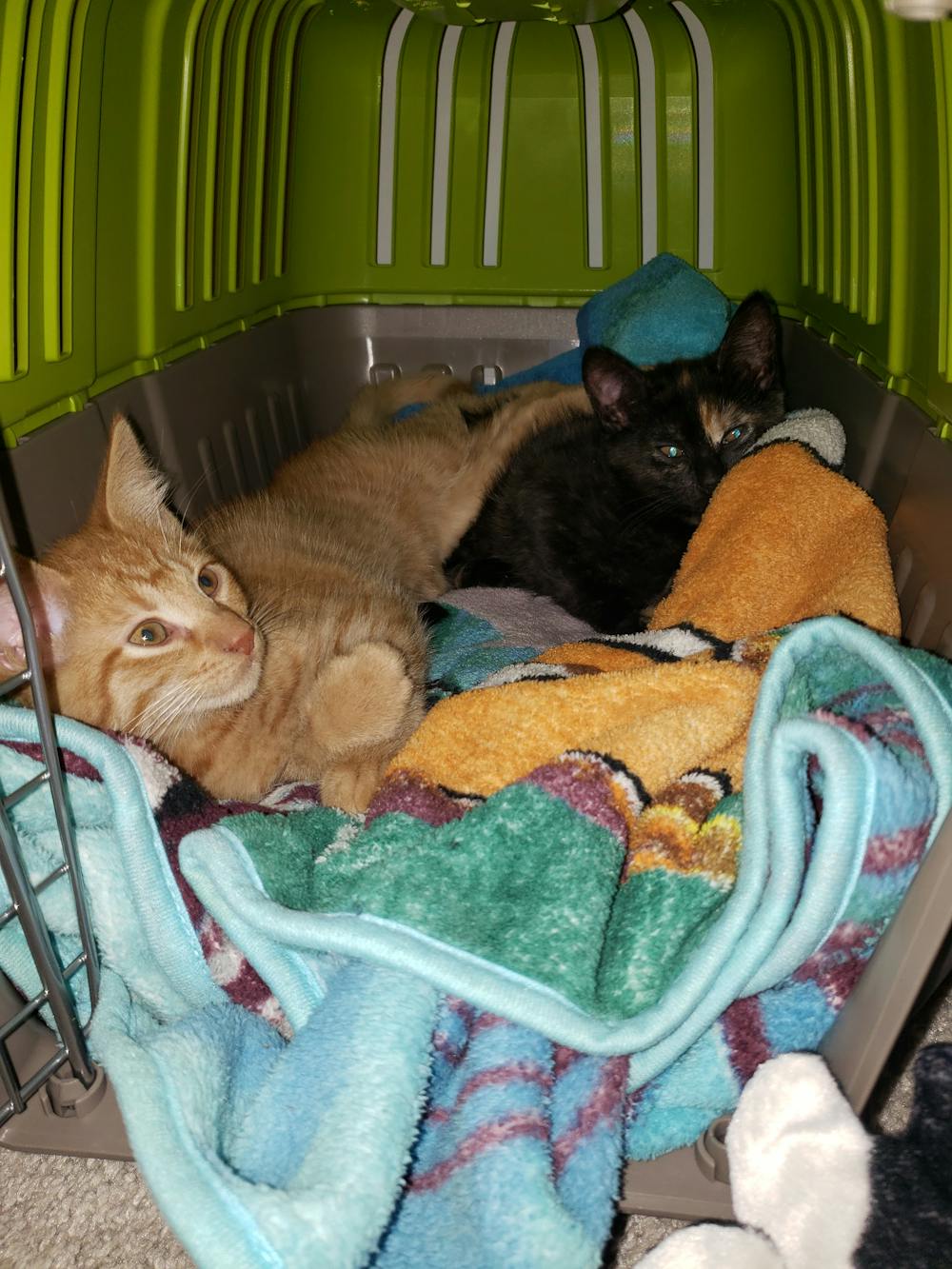 The Kitten Caboodle